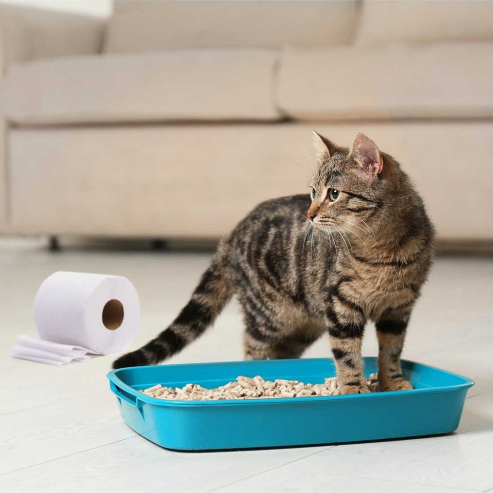 Asternut igienic RECORD Cat & Rina, celuloza, 12 l