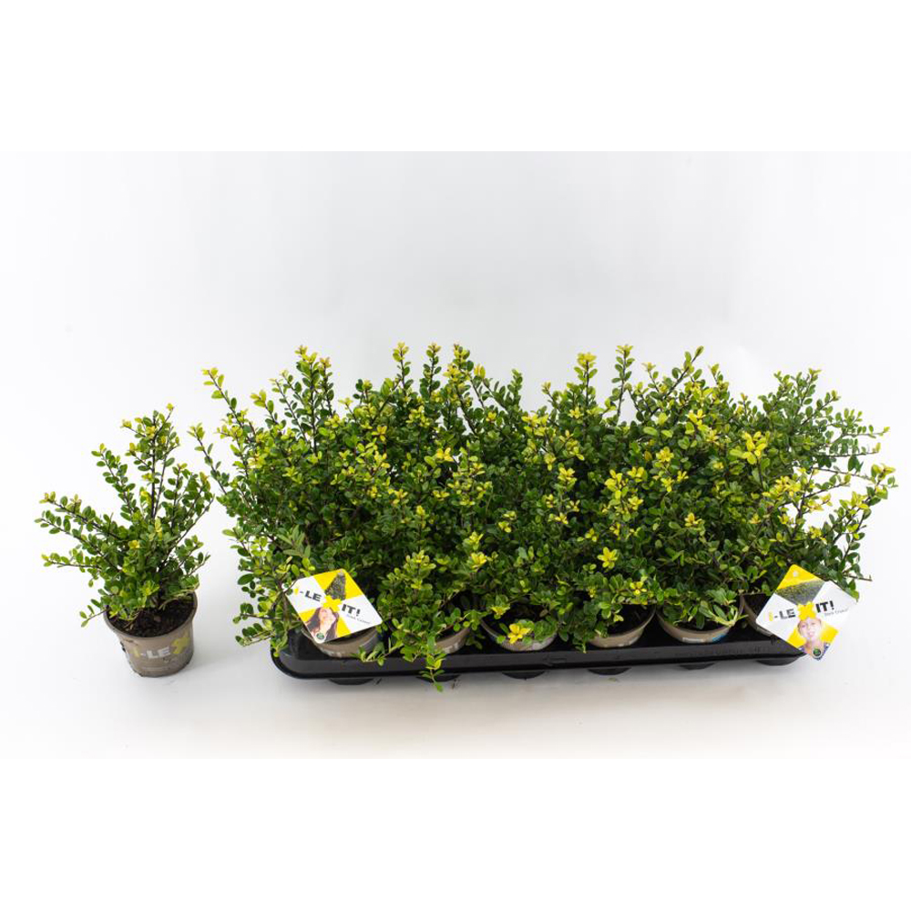 Ilex Dark Green, H 15 cm