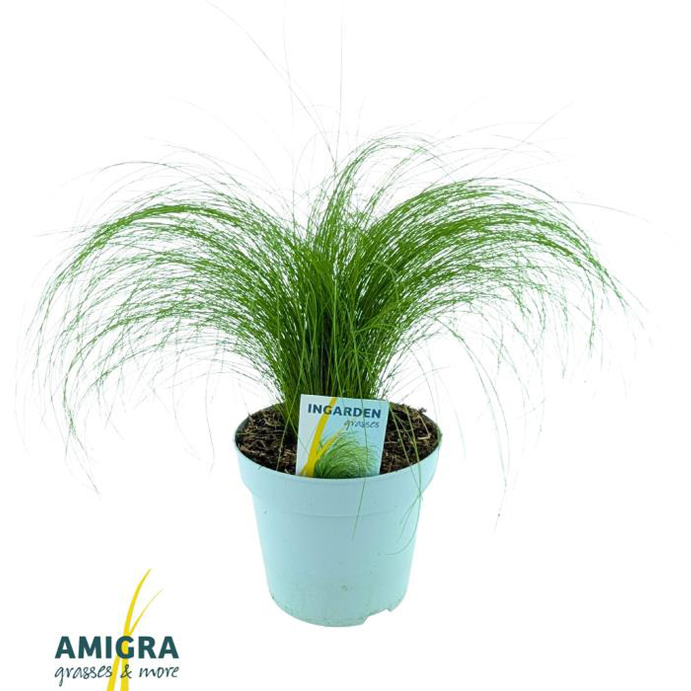 Stipa Ponytails (Stipa tenuissima Ponytails), D17 cm, H40 cm