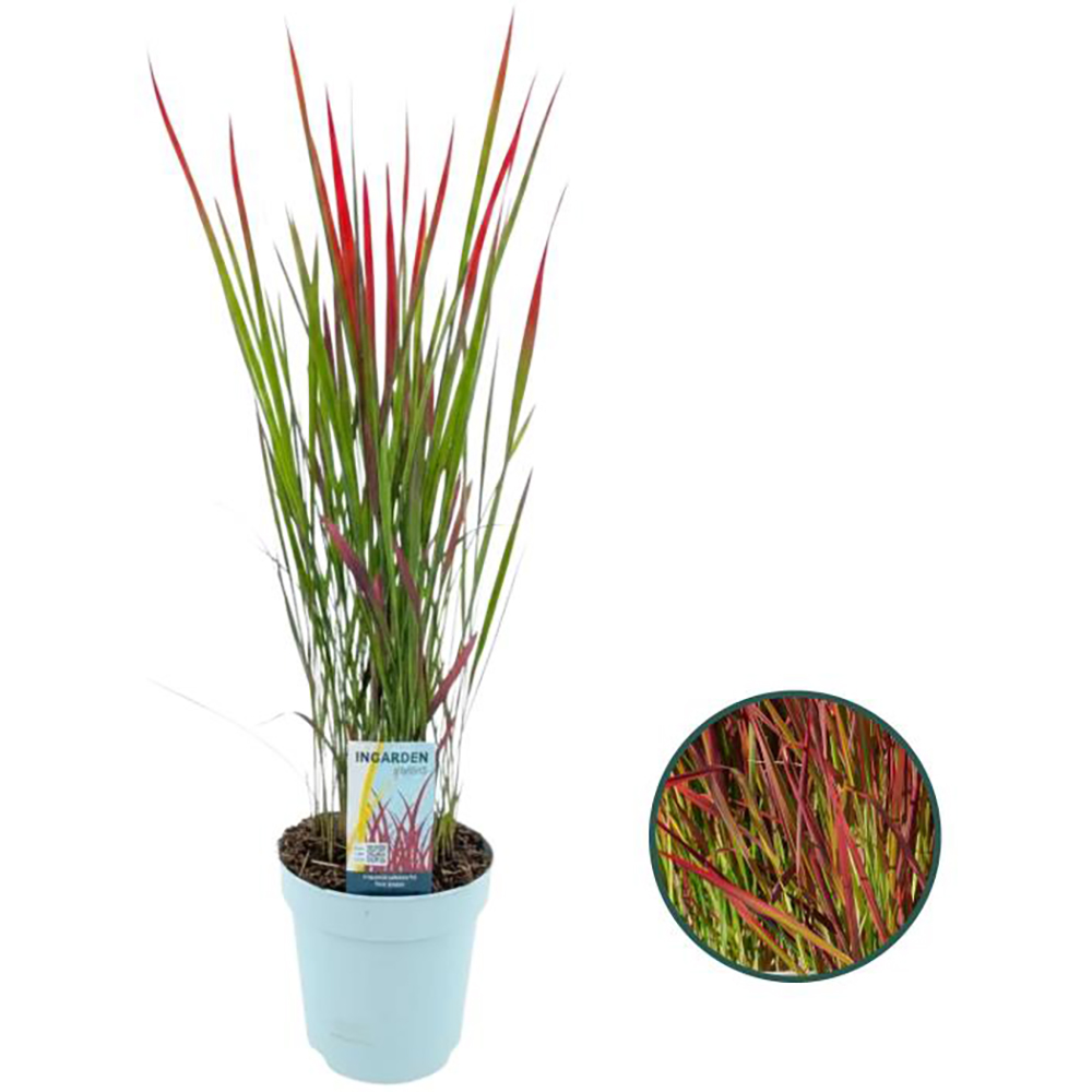 Iarba japoneza Red Baron, H 70 cm