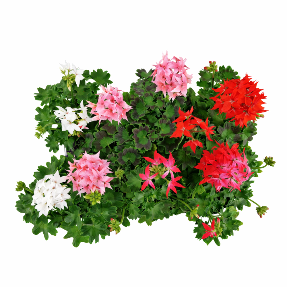 Muscate Zonale Fireworks, H 25 cm