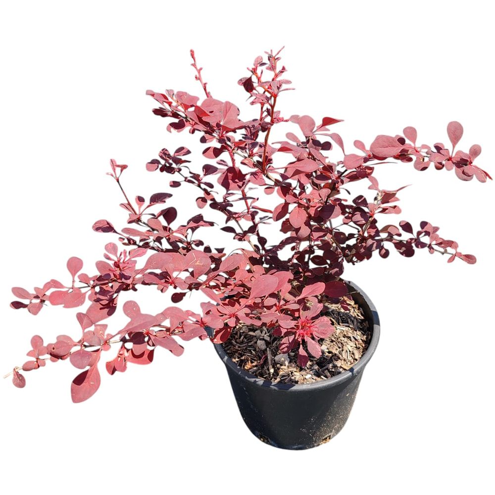 Arbust Ornamental Berberis, D 18 cm, H 35 cm