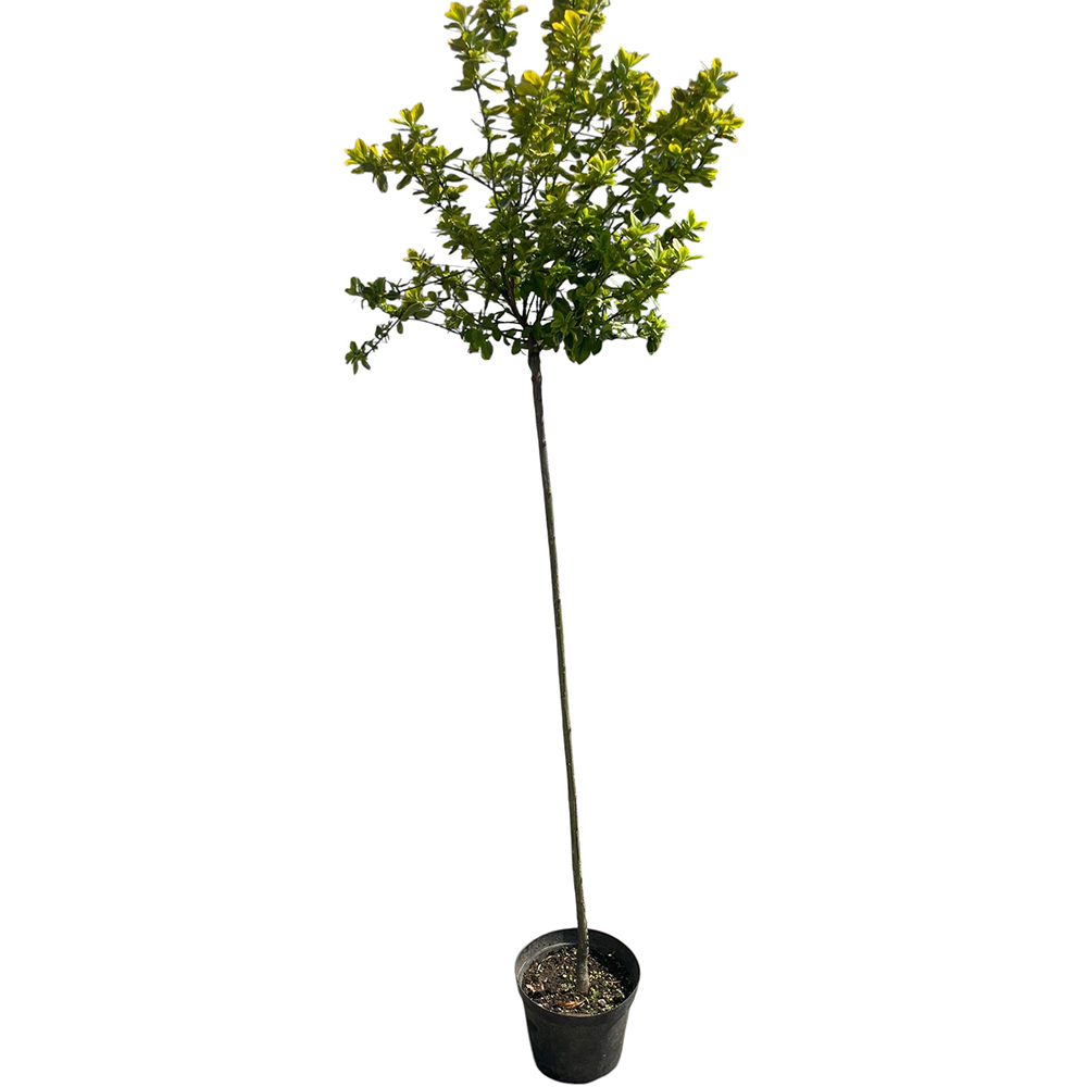 Arbust Ornamental Euonimus J. Bravo, D 24 cm, H 150 cm