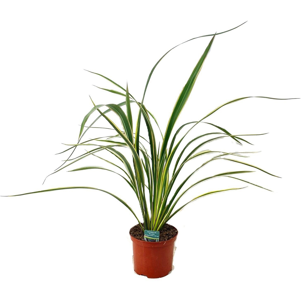 In De Noua Zeelanda - Phormium, D 14 cm, H 65 cm