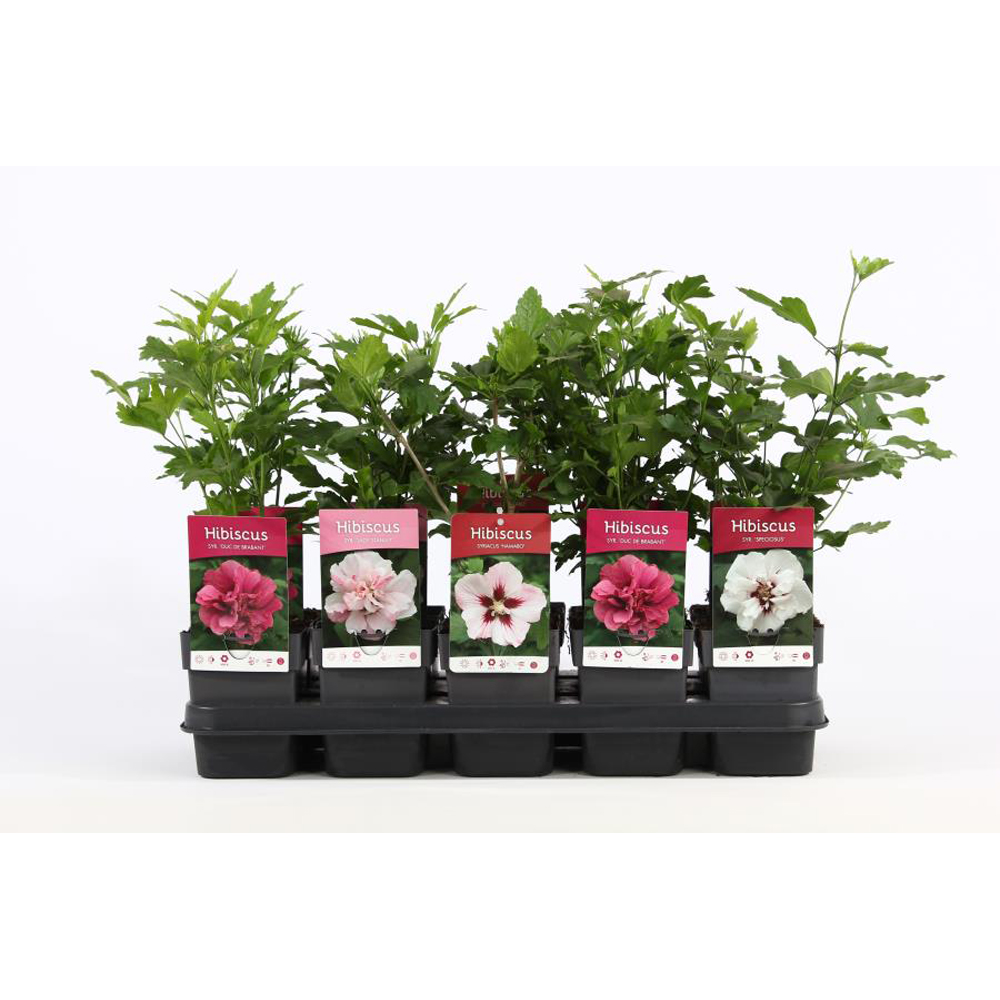 Hibiscus syriacus, H 95 cm