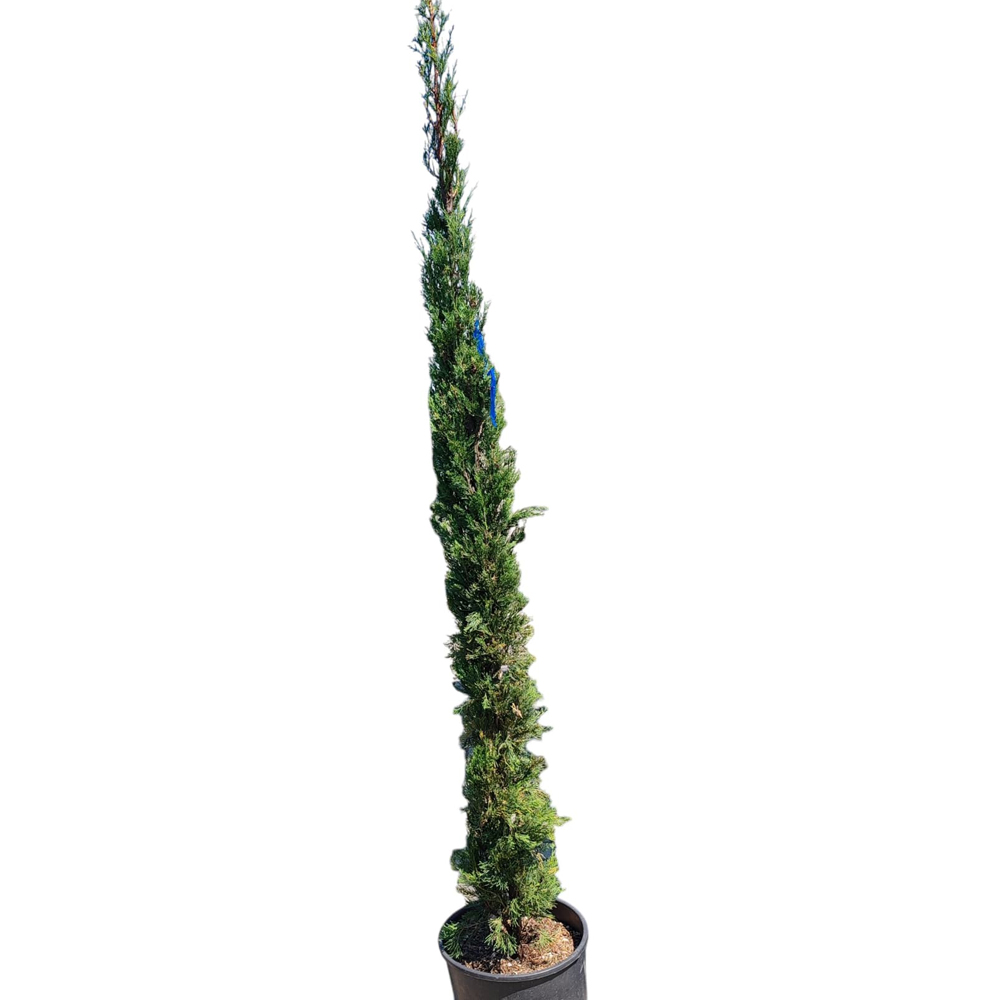 Cupressus Pyramidalis, D 30 cm, H 180 cm