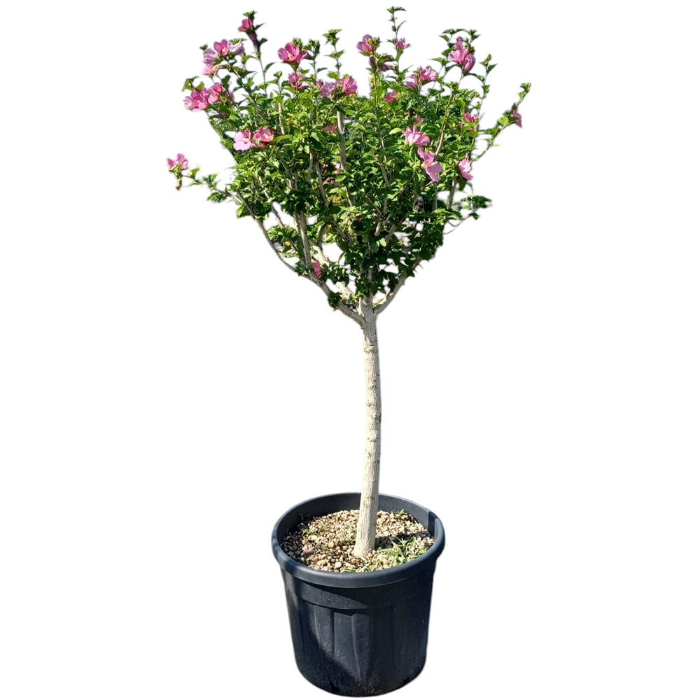 Zamosita de Siria (Hibiscus Syriacus), H 160 cm