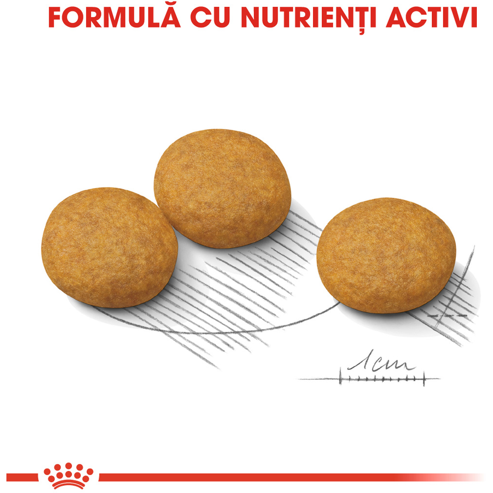 Hrana uscata pentru caini ROYAL CANIN CCN Medium Dermacomfort, Adult, 3 kg