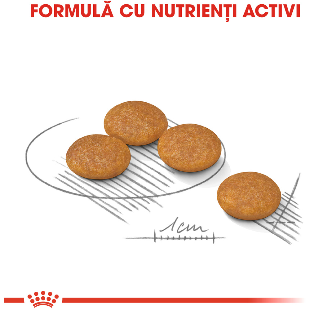 Hrana uscata pentru caini ROYAL CANIN CCN Mini Dermacomfort, Adult, 1 kg