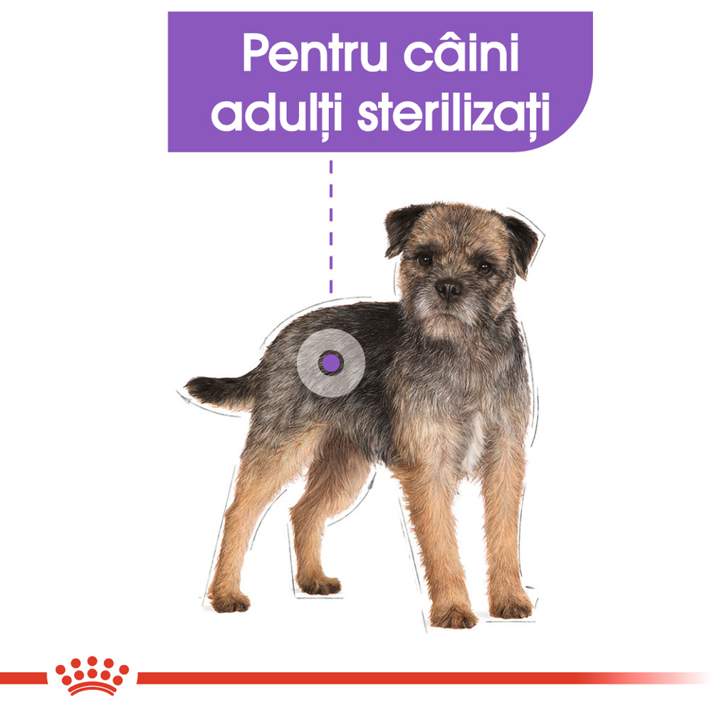 Hrana uscata pentru caini ROYAL CANIN CCN Mini Sterilised, Adult, Pasare, 1 kg