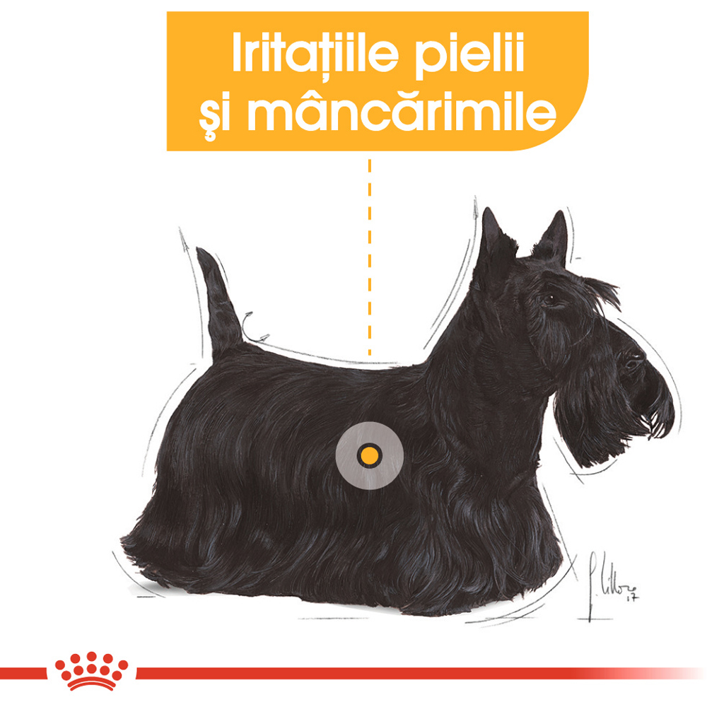 Hrana uscata pentru caini ROYAL CANIN CCN Mini Dermacomfort, Adult, 8 kg
