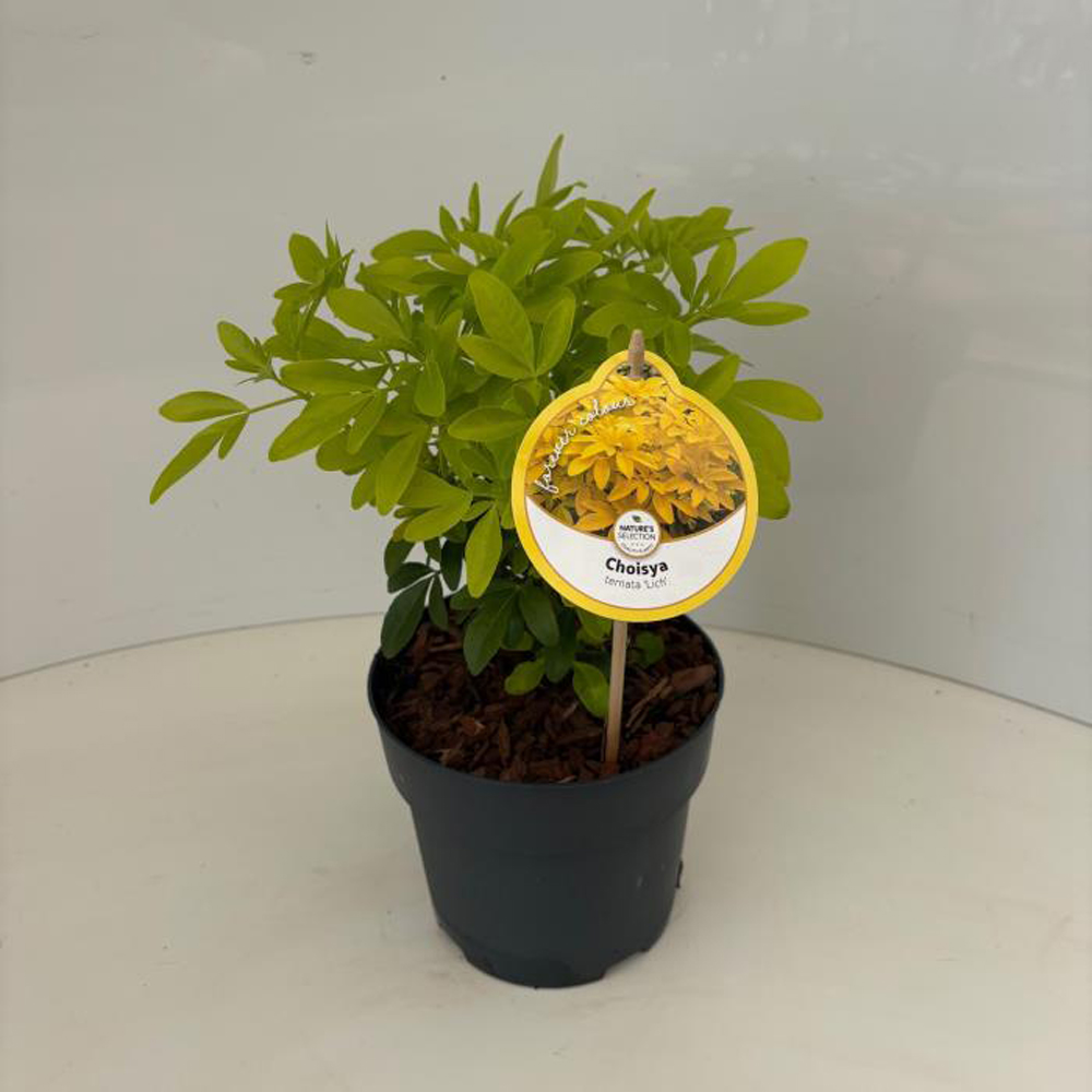 Choisya Ternata Lich, D 17 cm, H 45 cm