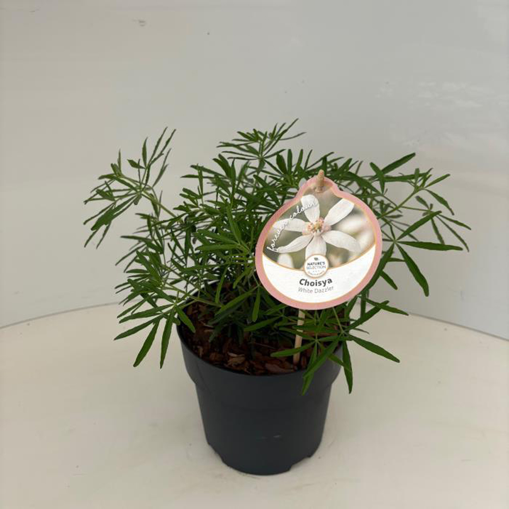 Choisya Ternata White Dazzler, D 17 cm, H 40 cm
