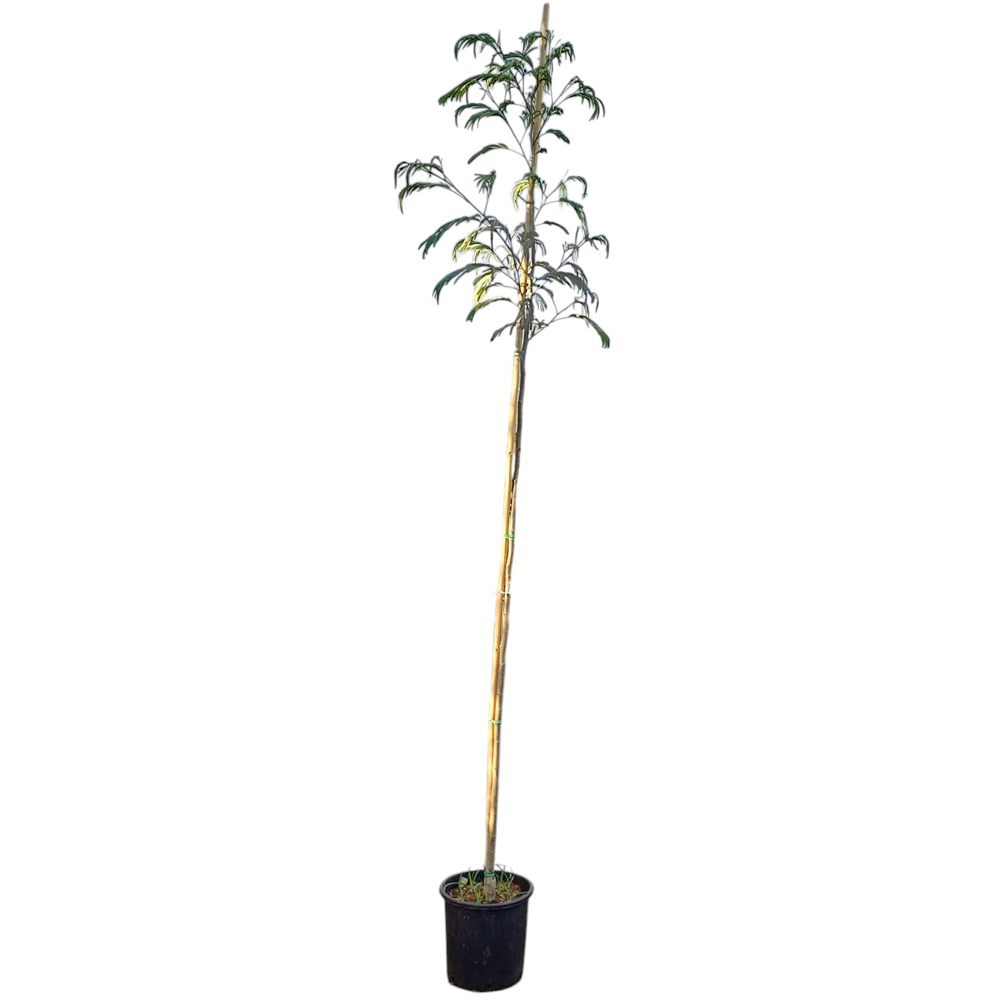 Albizia Julibrissin, D28 cm, H160 cm