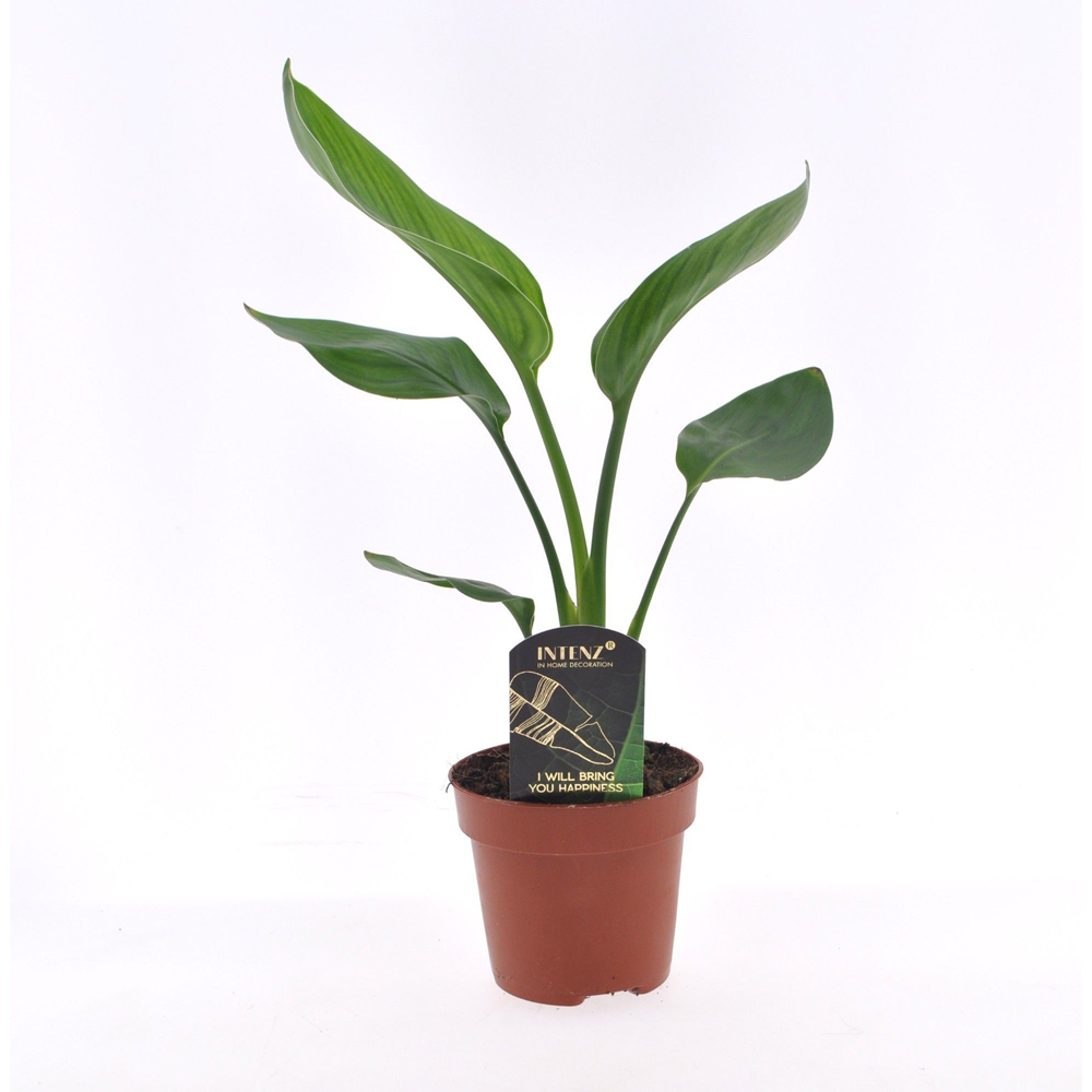 Pasarea paradisului (Strelitzia reginea), H 35 cm