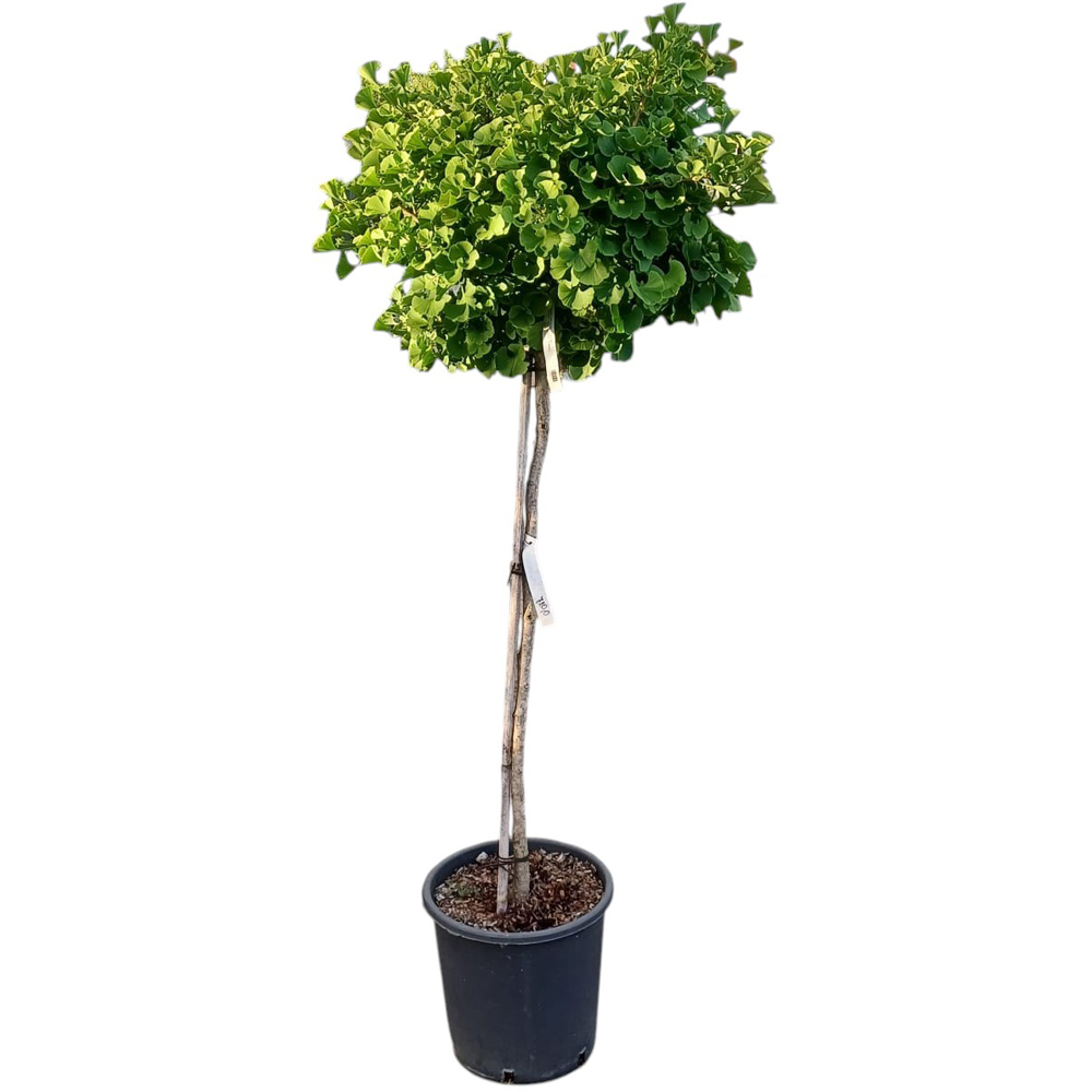 Ginkgo Biloba, D28 cm, H160 cm
