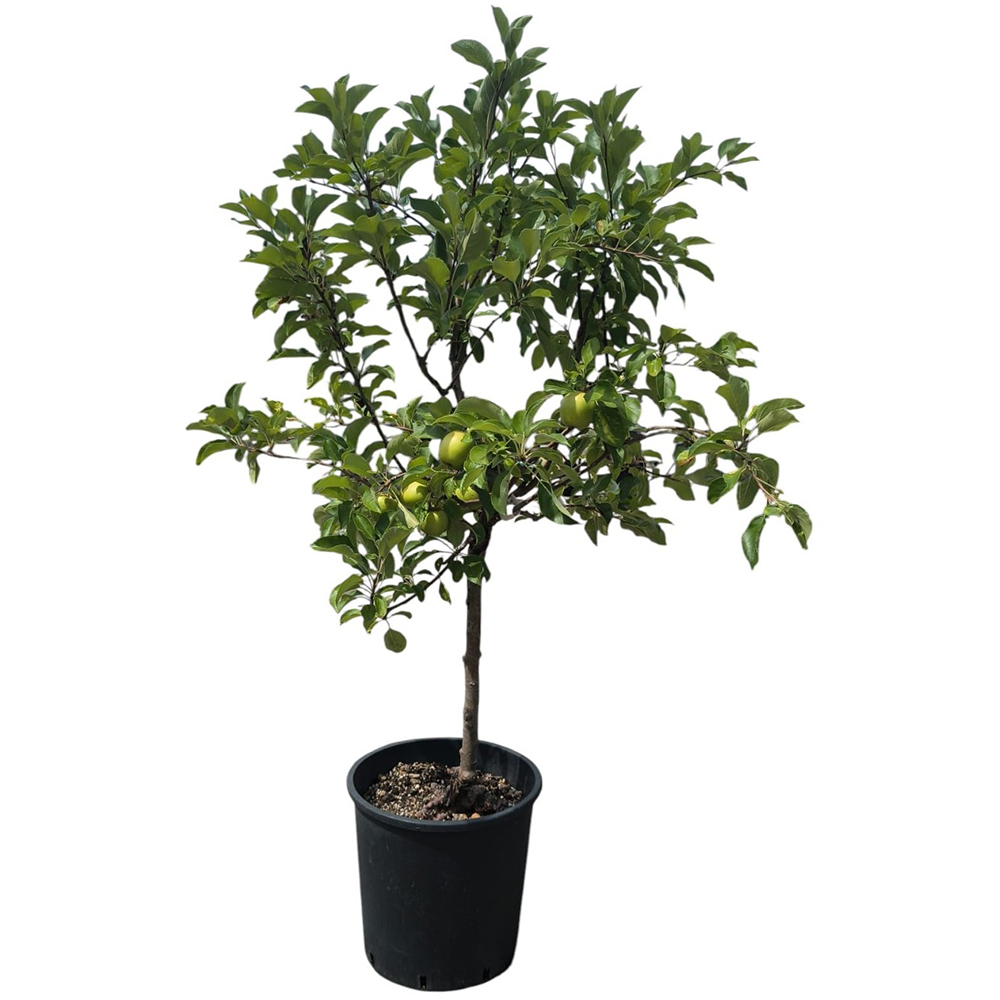 Mar Malus Communis Melo, D 30 cm, H 100 cm