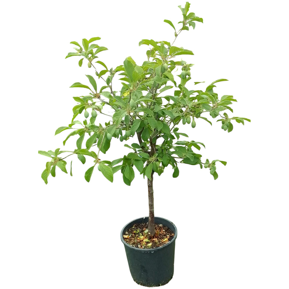 Arbor Fructifer Prunus Domestica, D 24 cm, H 100 cm