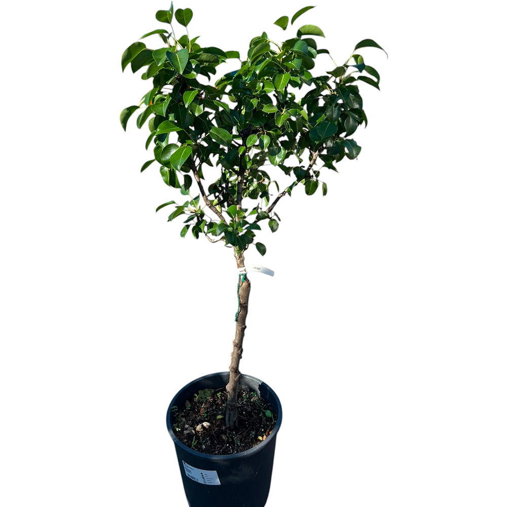Arbor Fructifer Pyrus Communis Par, D 24 cm, H 100 cm