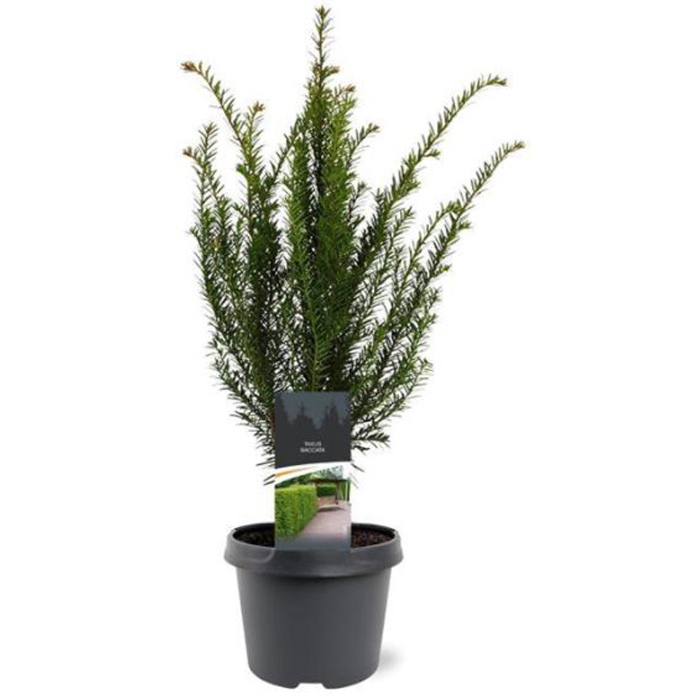 Taxus Baccata, D 19 cm, H 50 cm