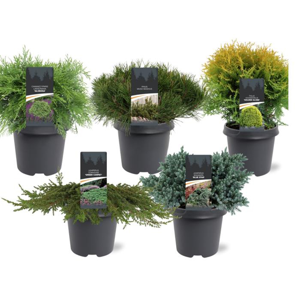 Conifers Basic, D 23 cm, H 45 cm