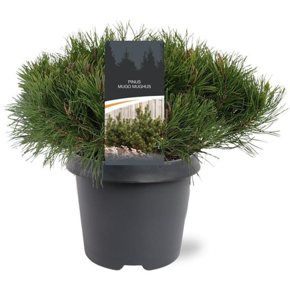 Pin Mughus (Pinus mugo), D23 cm, H35 cm
