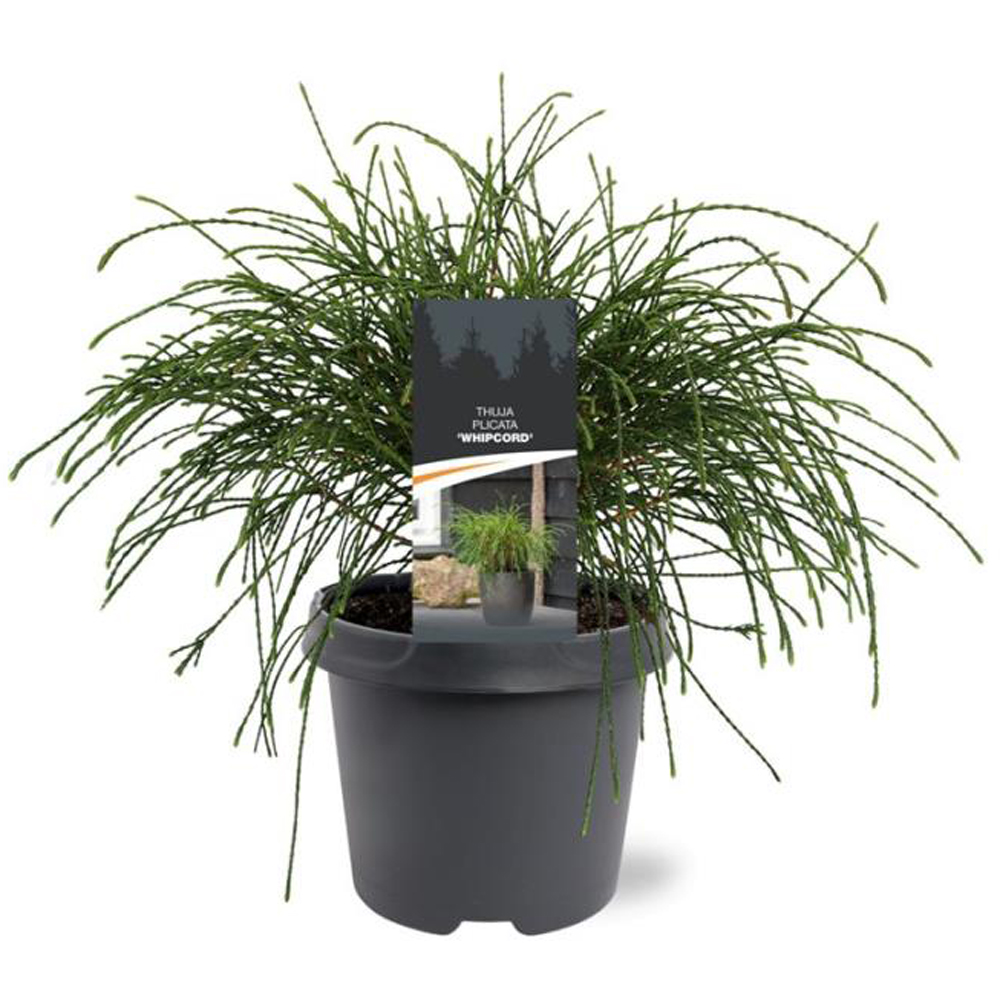Thuja Whipcord, D 23 cm, H 35 cm