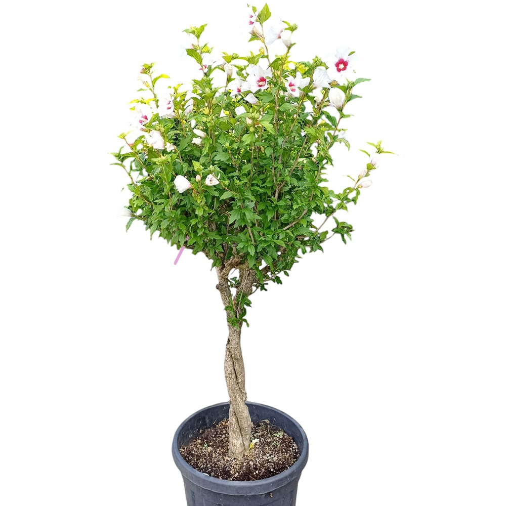 Hibiscus, D 35 cm, H 150 cm