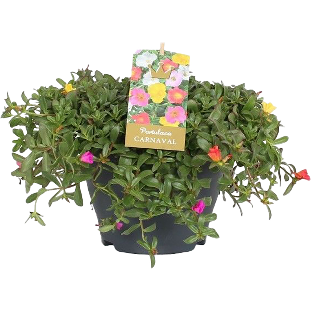 Portulaca Carnaval, D15 cm, H15 cm