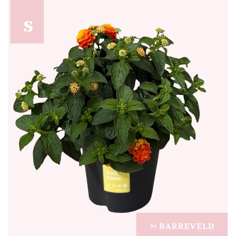 Lantana Oker, H 30 cm
