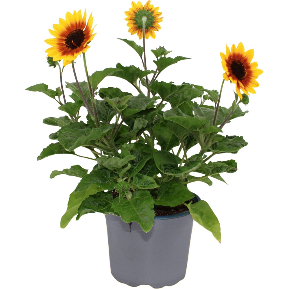 Floarea soarelui ornamentala (Helianthus SunBelievable), H 55 cm