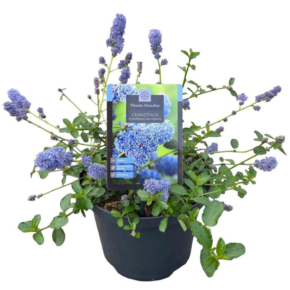 Ceanothus Thyrsiflorus Repens, D 23 cm, H 40 cm
