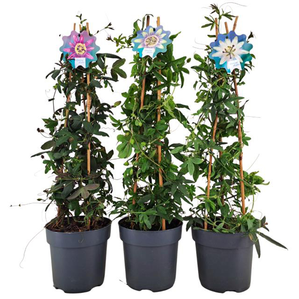 Floarea pasiunii, H 70 cm