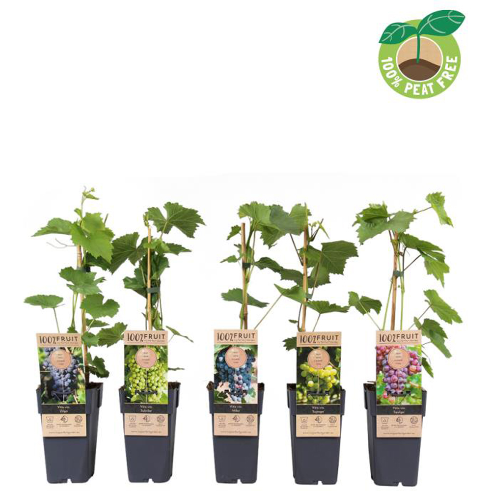 Vita de vie Winter Hardy (Vitis Winter Hardy), D15 cm, H50 cm