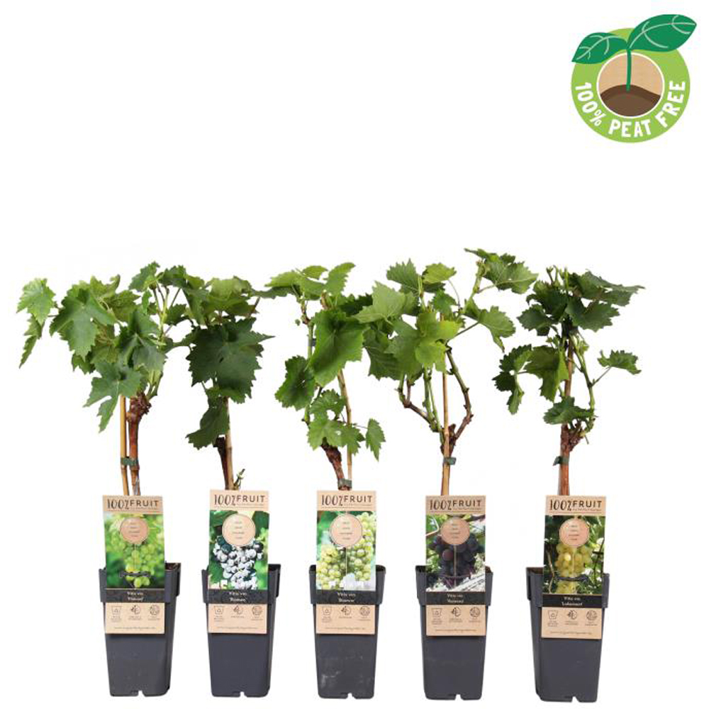 Vita de Vie Grafted, D 15 cm, H 50 cm
