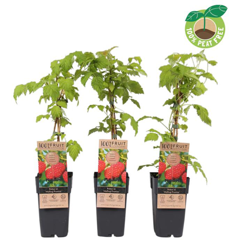 Mur Malling Promise (Rubus Malling Promise), D15 cm, H50 cm