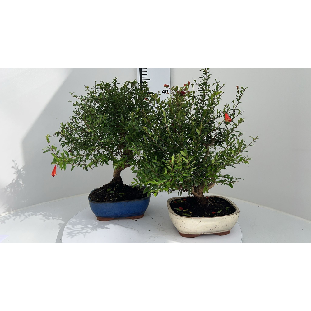 Rodie (Punica granatum), 50 cm