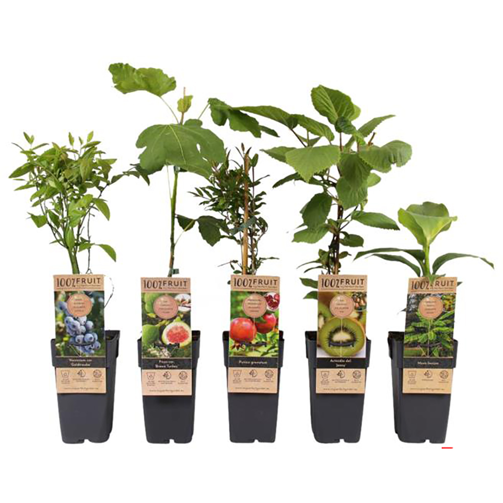 Mix pomi fructiferi Exclusive, H 50 cm