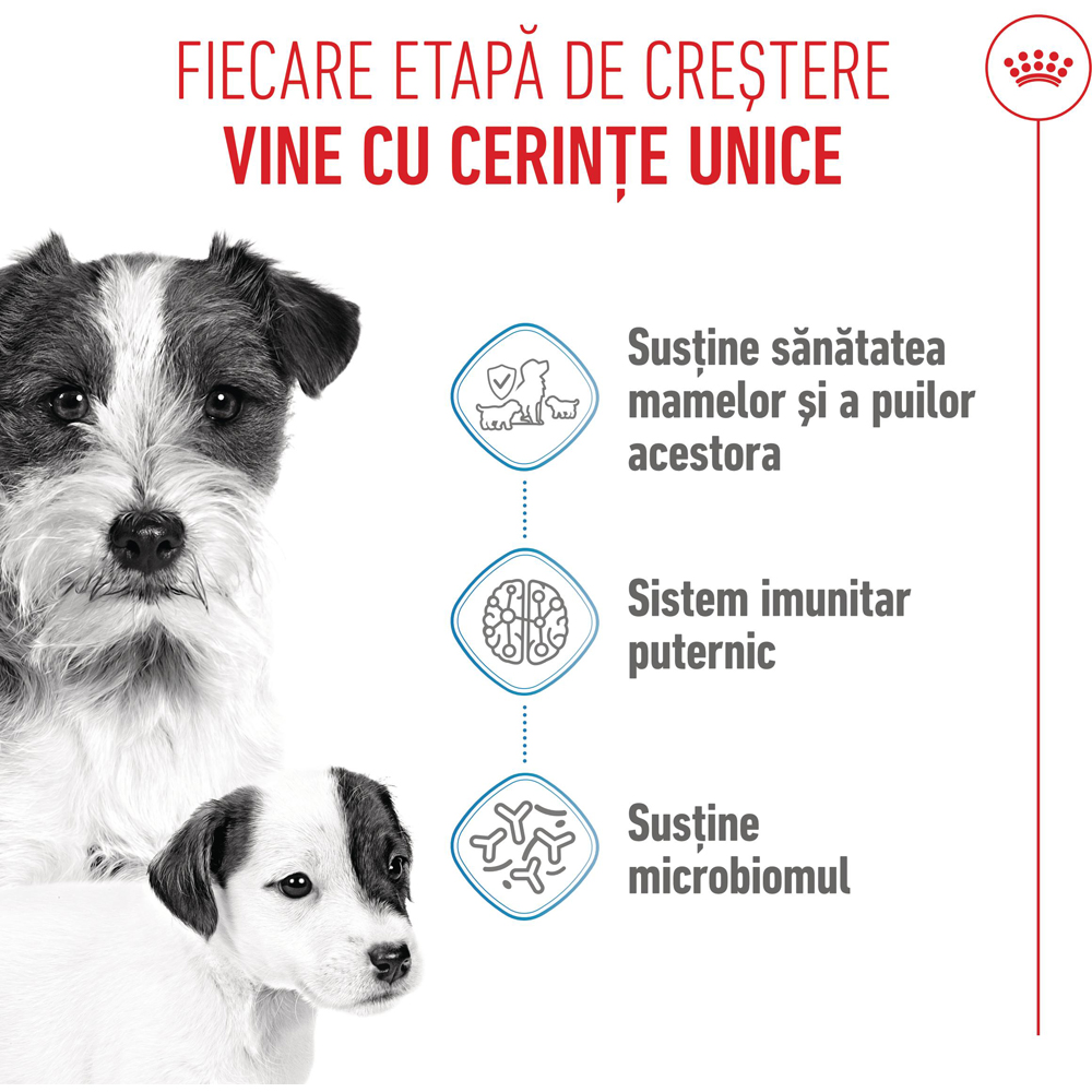 Hrana uscata pentru caini ROYAL CANIN MINI Starter Mother & Babydog, Junior, Pasare, 8 kg