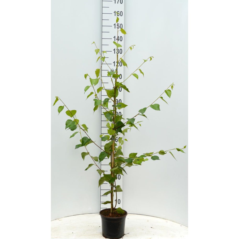 Betula Utilis Doorenbos, D 19 cm, H 125 cm