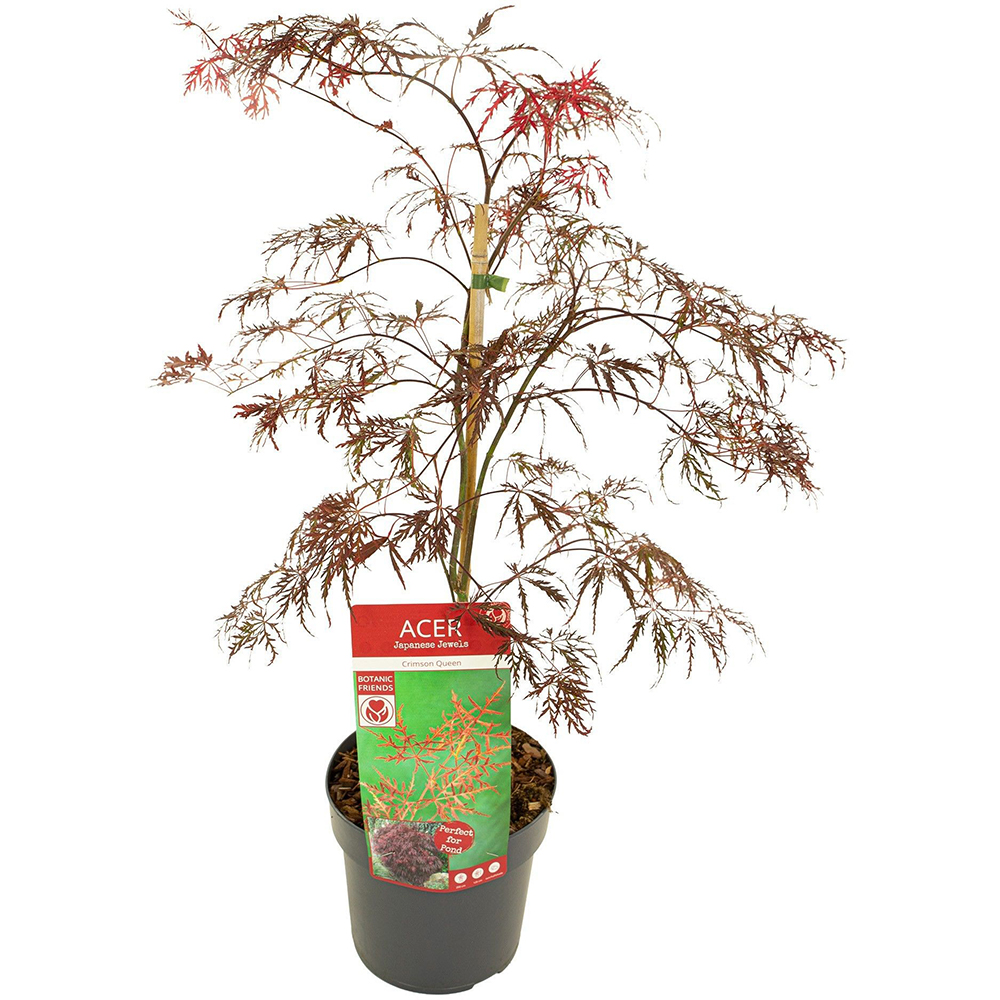 Acer Palmatum, D 19 cm, H 50 cm