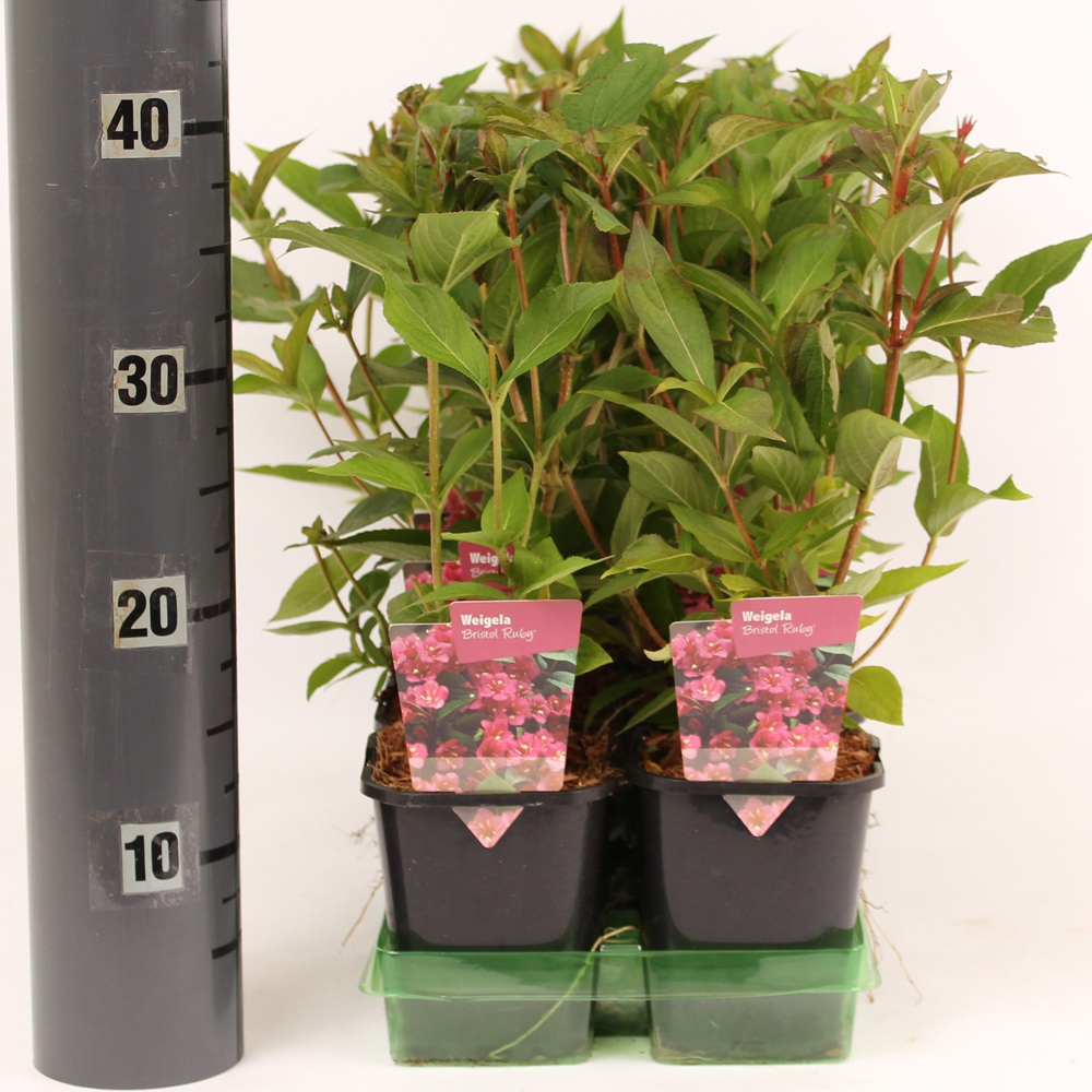 Weigela (Weigela), H 30 cm