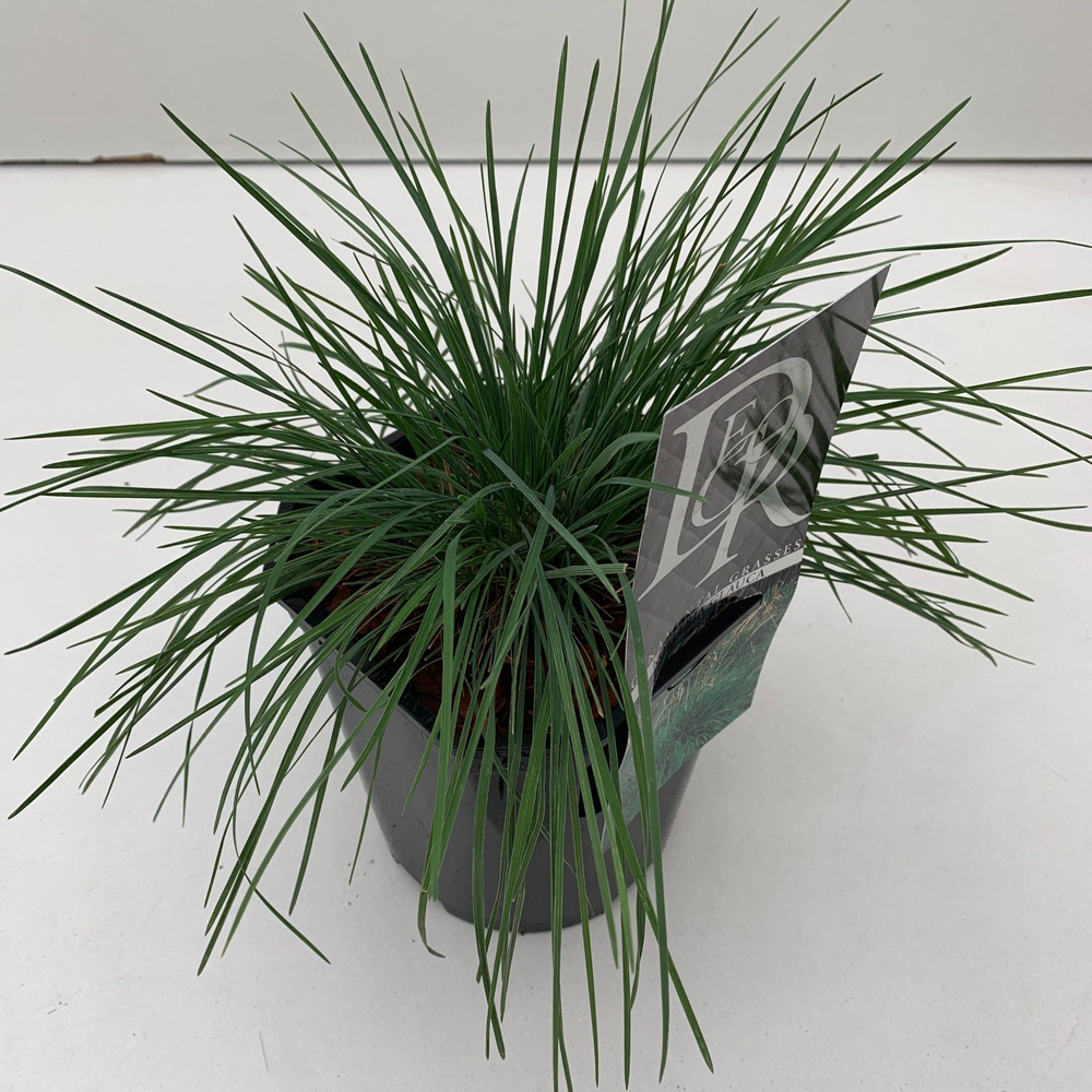 Iarba ornamentala (Koeleria glauca), 25 cm