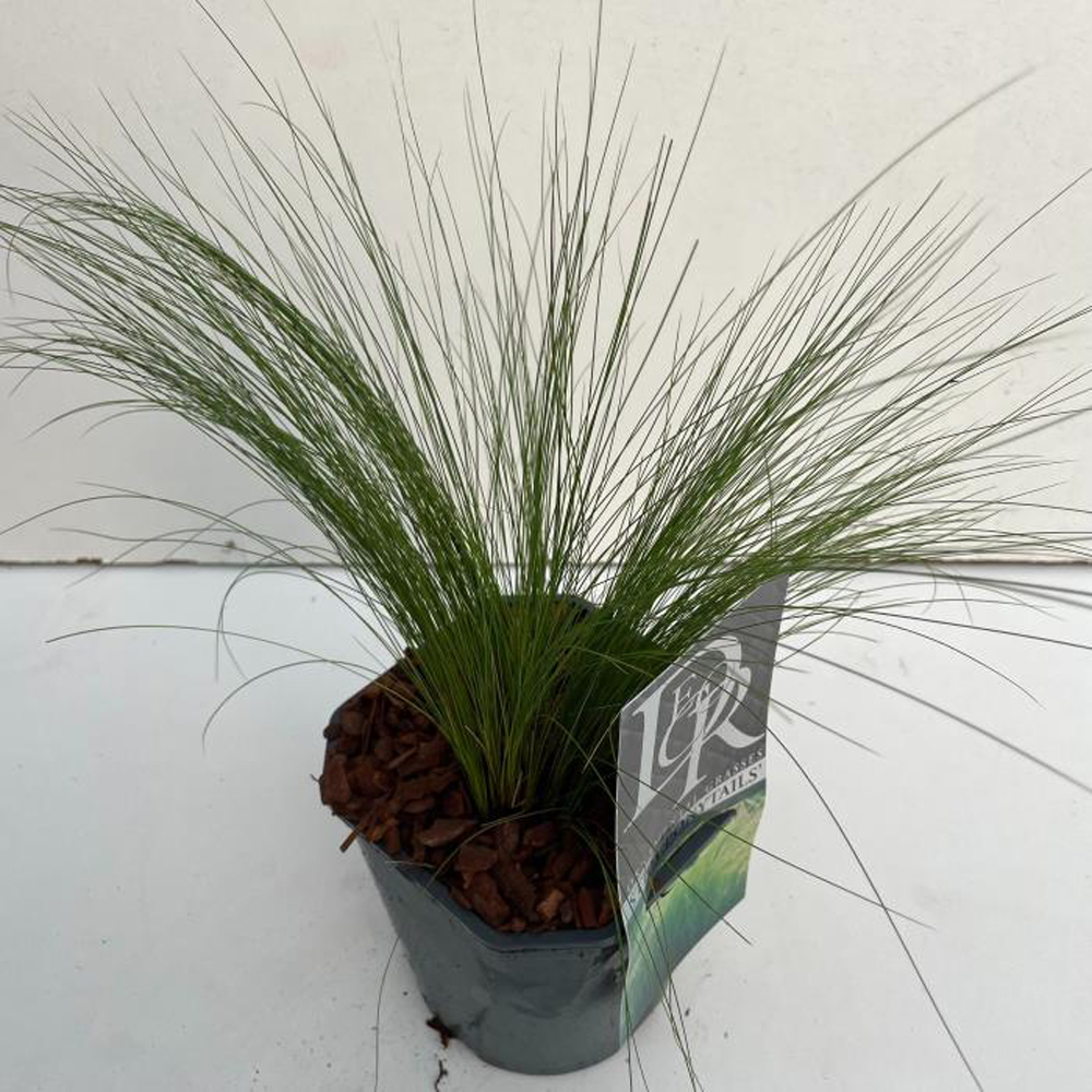 Stipa Ponytails (Stipa tenuissima Ponytails), D17 cm, H25 cm
