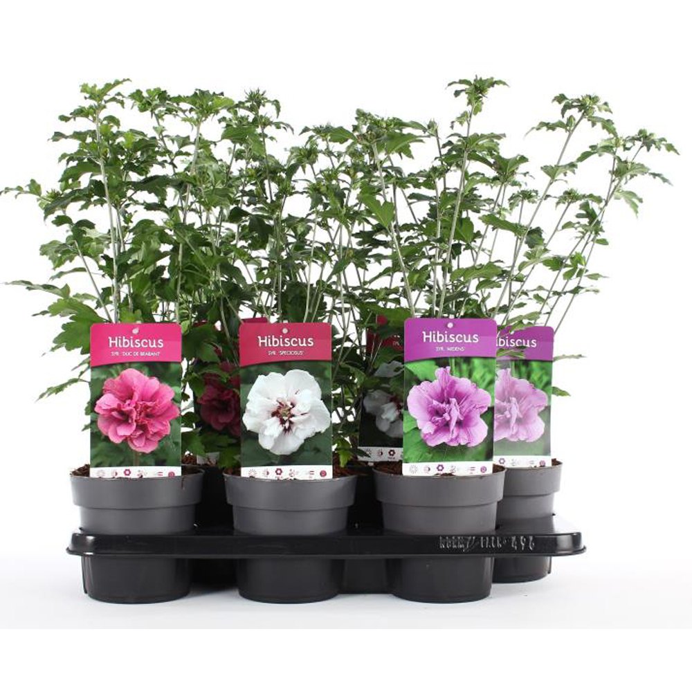 Hibiscus Syriacus, D15 cm, H40 cm