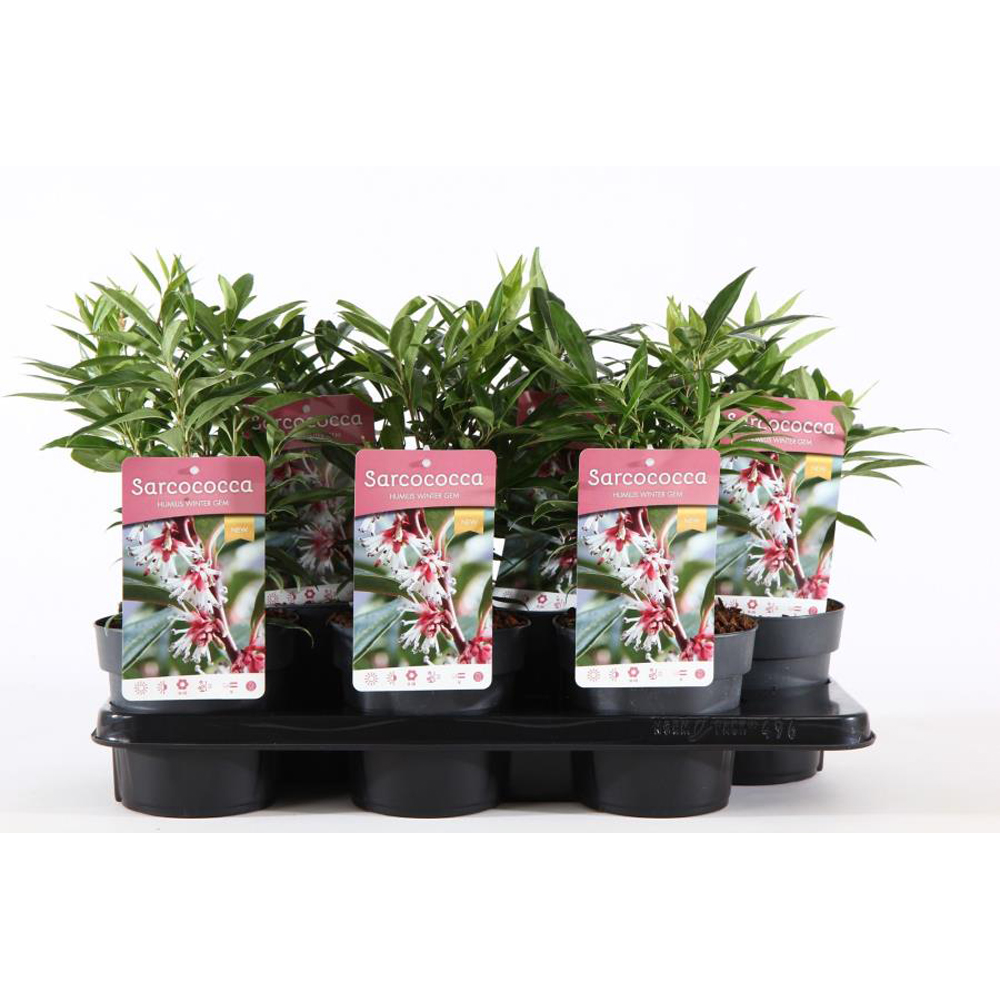 Sarcococca Winter Gem, D15 cm, H30 cm