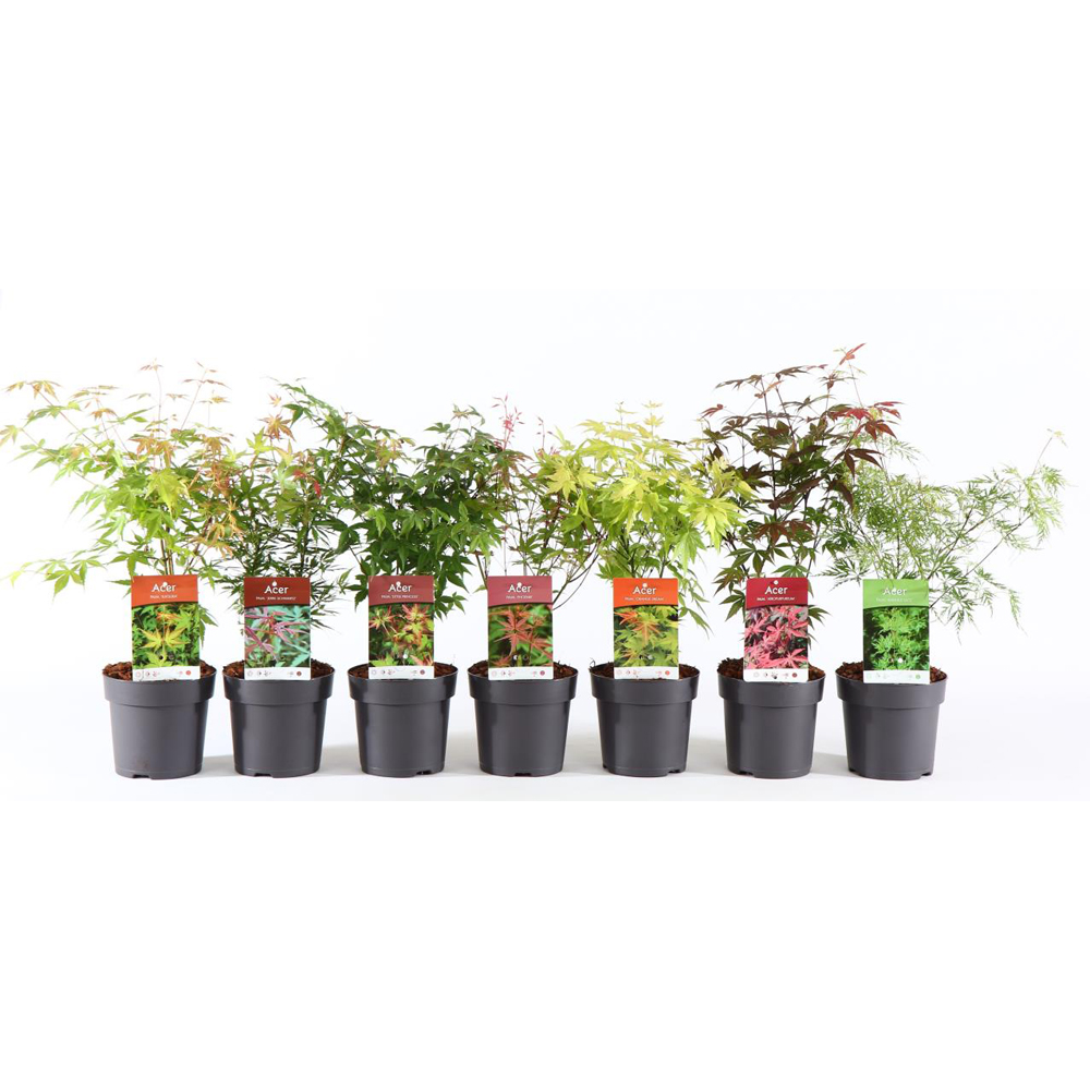 Acer, D 15 cm, H 40 cm