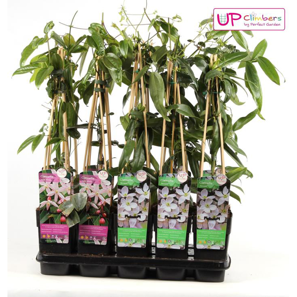 Clematis Evergreen, D 15 cm, H 65 cm