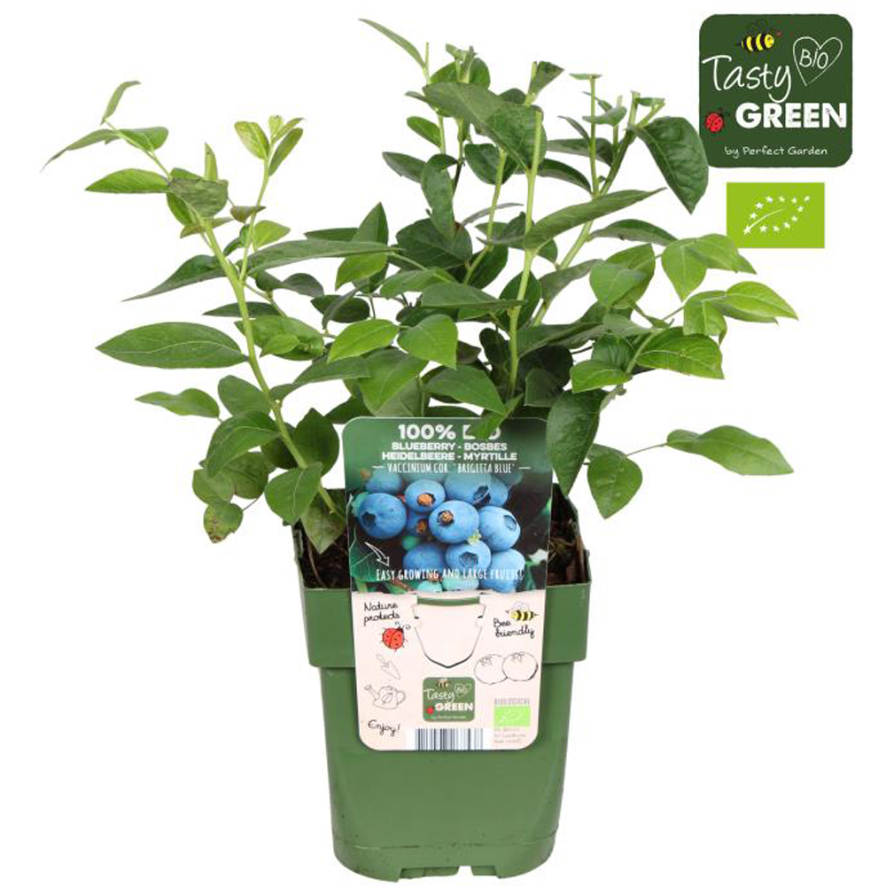 Afin Brigitta Blue Bio, D 13 cm, H 30 cm