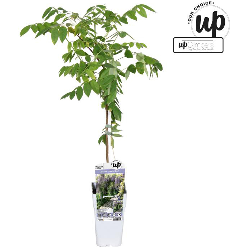 Wisteria Caroline, D 15 cm, H 70 cm
